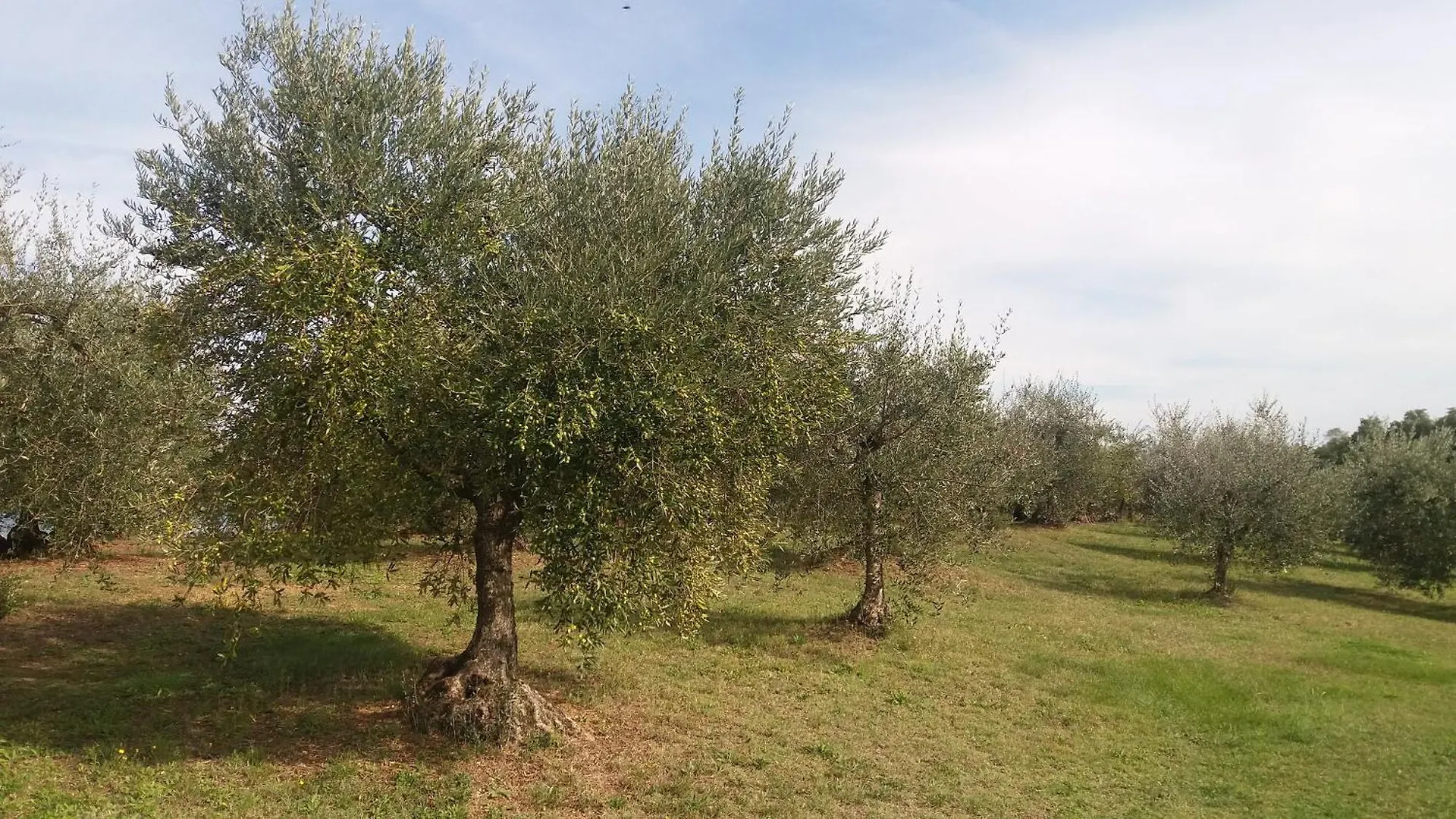 Casa Del Nonno Bingheri - La Cantina Cortona